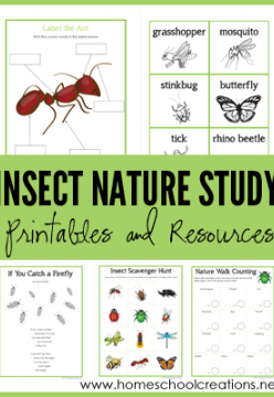 Free Insect Nature Study Printables – Learning About Bugs