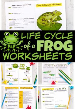 FREE Lifecycle of a Frog Notebook