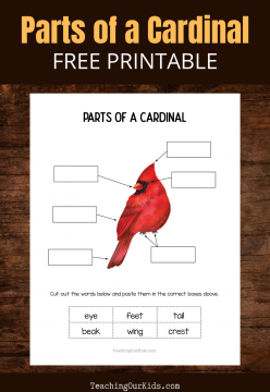 Parts of a Cardinal Printable