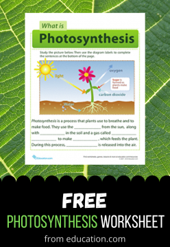 Free Worksheet: Photosynthesis for Kids