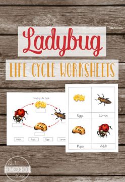 FREE Life Cycle of a Ladybug Worksheets