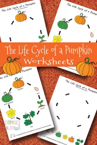 FREE Life Cycle of a Pumpkin Worksheets