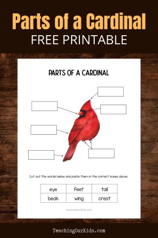 Parts of a Cardinal Printable