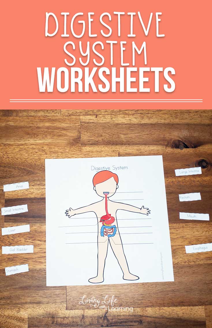 FREE Digestive System Worksheets for Kids - Educational Freebies