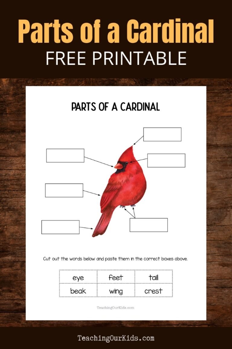 Parts of a cardinal worksheet for kids