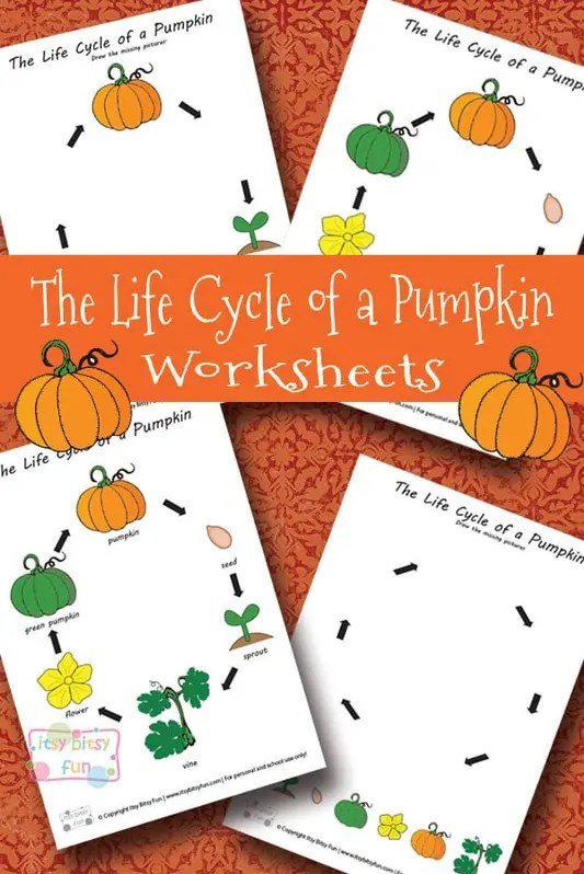 Printable Life Cycle of a Pumpkin Worksheets for Kids