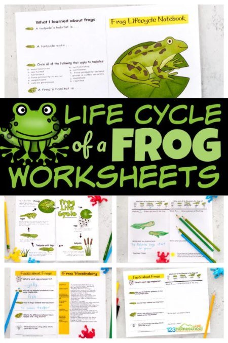Lifecycle of a frog printable worksheets