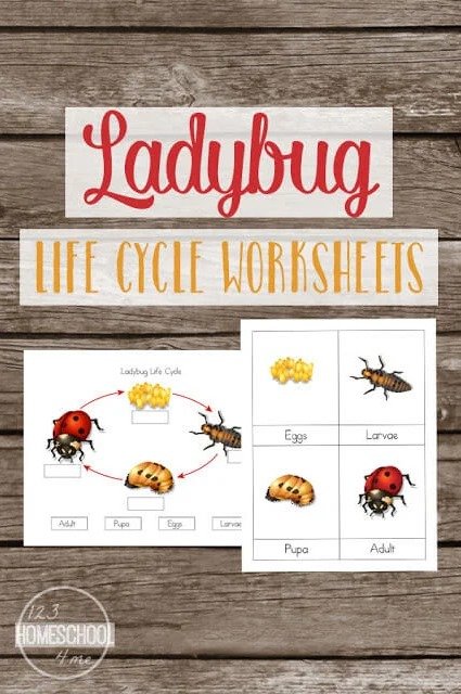 Printable ladybug life cycle worksheets