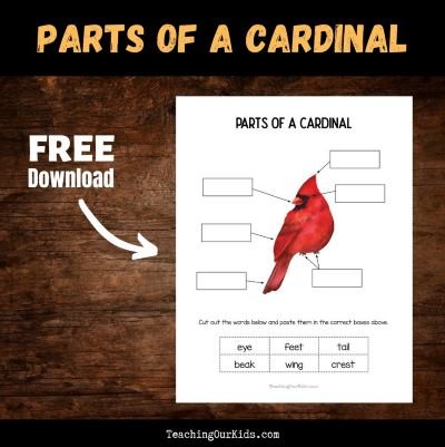 Free Parts of a Cardinal Printable