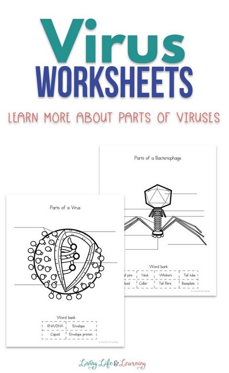 Free Virus Worksheets