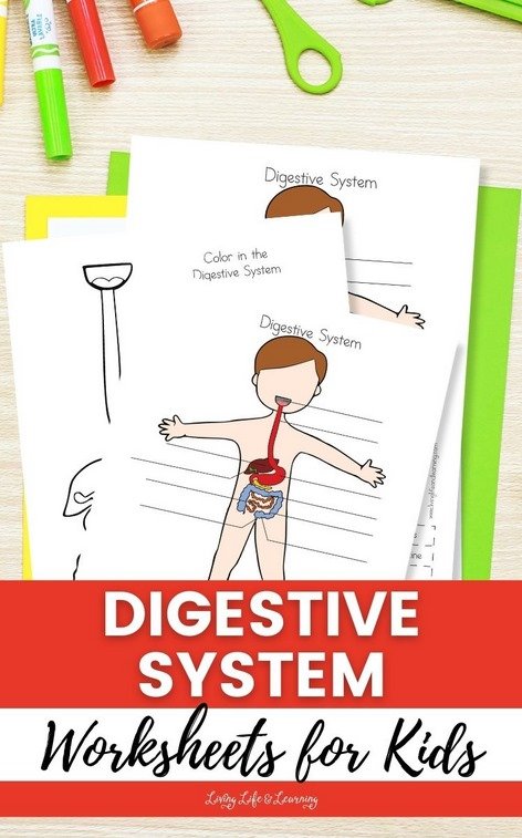 digestive system worksheets for kids