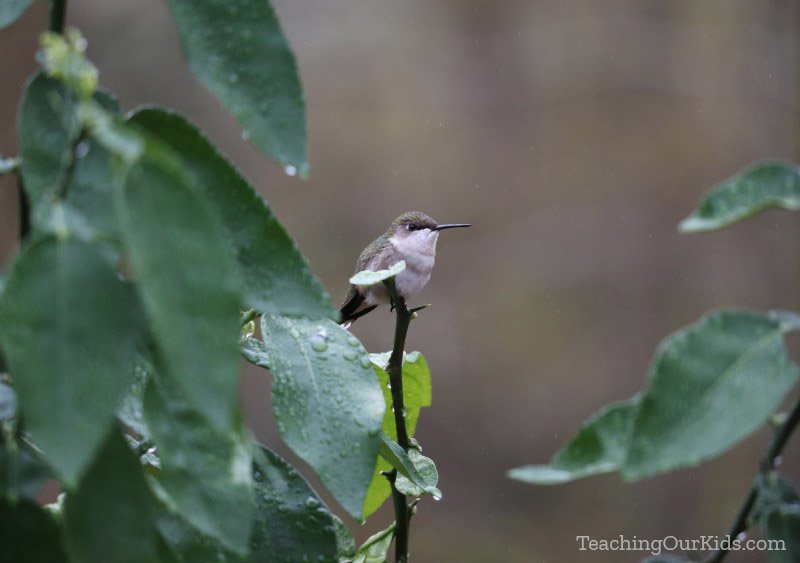 Female ruby-throated hummingbird sitting on a grapefruit tree branch