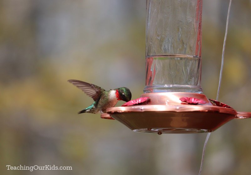 Male ruby-throated hummingbird at a feeder