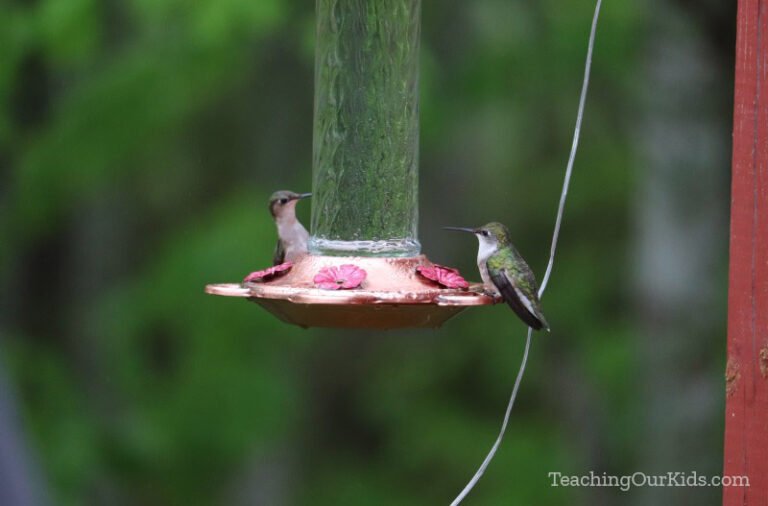 Two female ruby-throated hummingbirds at a feeder